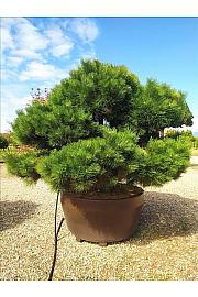 Pinus Nigra Nigra C800 Lit. 175-200 cm; Krošnja 200/250 cm; Bonsai (ZEL)