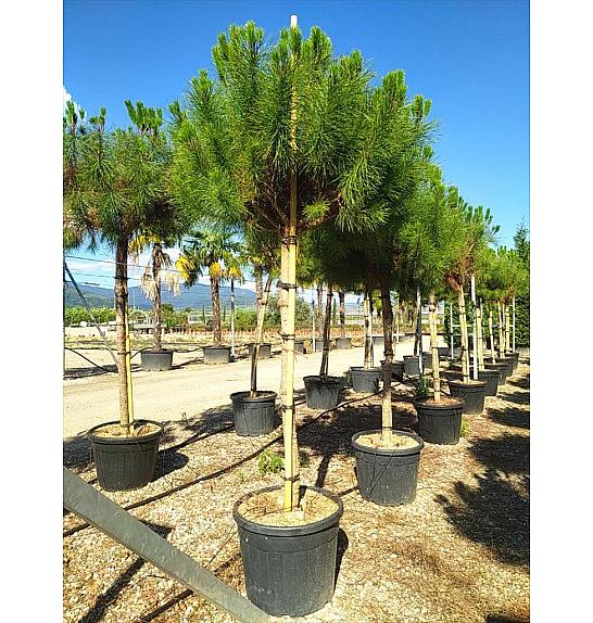 Pinus Pinea C110 Lit. Na Steblu 200 cm; 18/20 cm