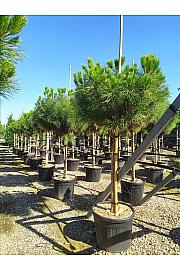 Pinus Pinea C70 Lit. Na Steblu 200 cm; 16/18 cm