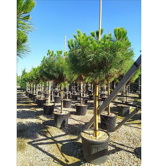 Pinus Pinea C70 Lit. Na Steblu 200 cm; 16/18 cm