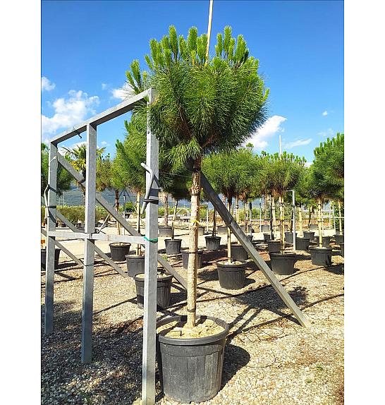 Pinus Pinea C90 Lit. Na Steblu 200 cm; 16/18 cm