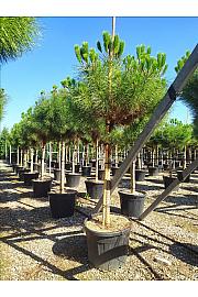 Pinus Pinea C90 Lit. Na Steblu 200 cm; 18/20 cm