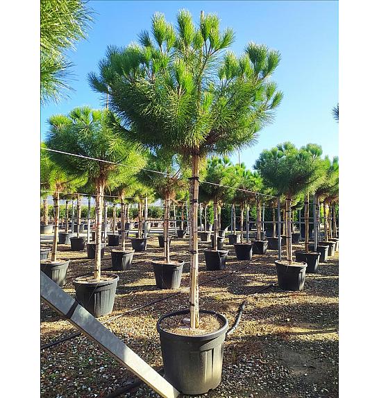 Pinus Pinea C90 Lit. Na Steblu 200 cm; 20/25 cm; 250-300 cm