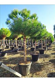 Pinus Pinea C90 Lit. Na Steblu 200 cm; 20/25 cm; 200-250 cm