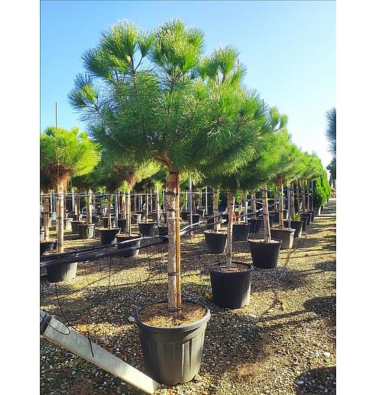 Pinus Pinea C90 Lit. Na Steblu 200 cm; 20/25 cm; 200-250 cm