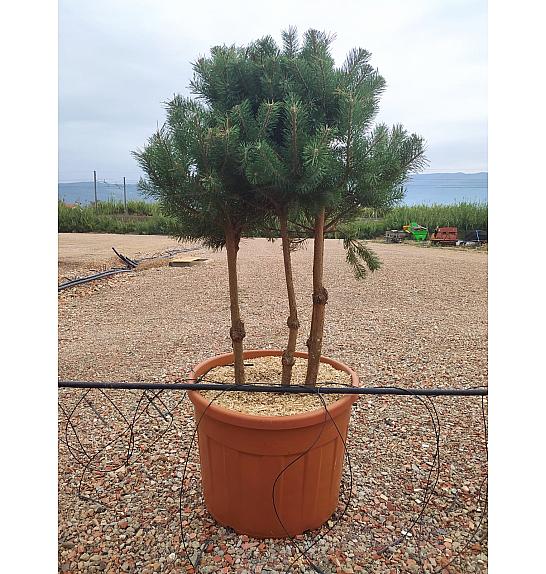 Pinus sylvestris C130 Lit. 125-150 cm