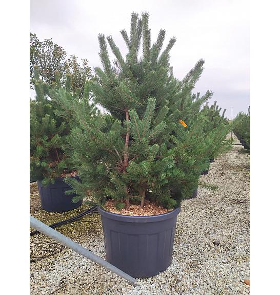 Pinus sylvestris C180 Lit. 175-200 cm; Večstebelni