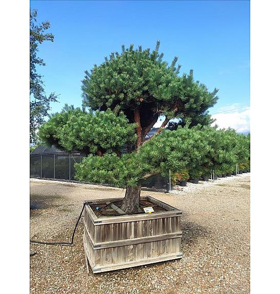 Pinus Sylvestris C500 Lit. 200-250 cm; Krošnja 200/250 cm; Bonsai (ZEL)