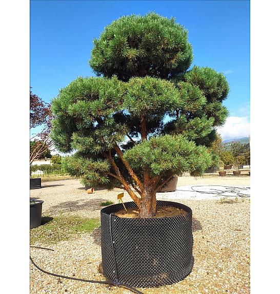 Pinus Sylvestris C500 Lit. 250-300 cm; Krošnja 200/250 cm; Bonsai (ZEL)