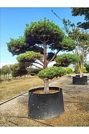 Pinus Sylvestris C500 Lit. 250-300 cm; Krošnja 250/300 cm; Bonsai (ZEL)