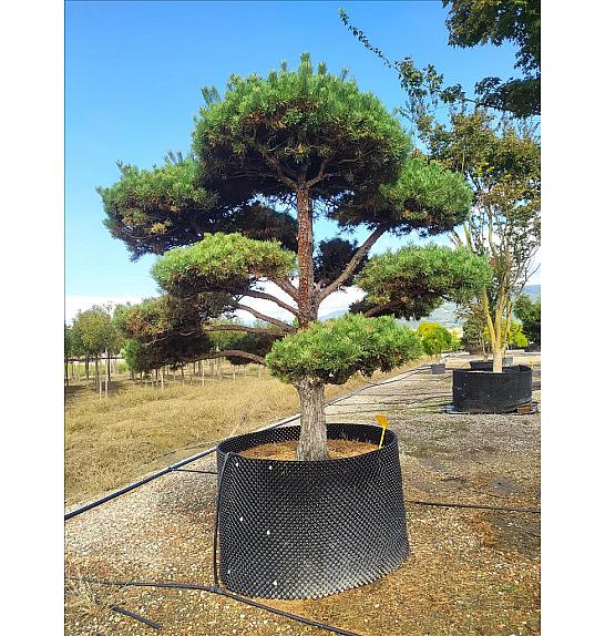 Pinus Sylvestris C500 Lit. 250-300 cm; Krošnja 250/300 cm; Bonsai (ZEL)