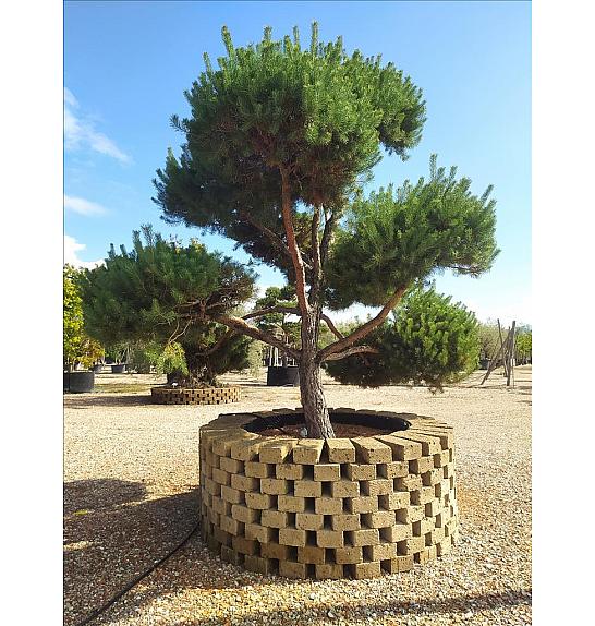 Pinus Sylvestris C500 Lit. 250-300 cm; Krošnja 300/350 cm; Bonsai (ZEL)