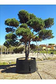 Pinus sylvestris C500 Lit. 400-450 cm; Bonsai