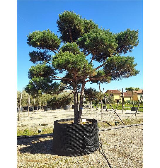 Pinus sylvestris C500 Lit. 400-450 cm; Bonsai