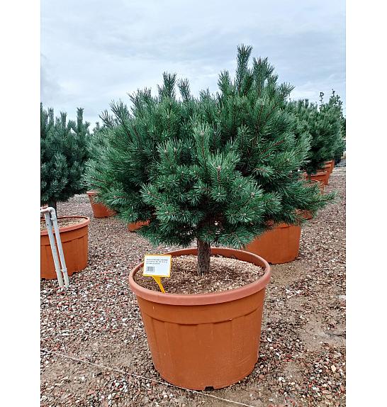 Pinus sylvestris Nana (= Watereri) C180 Lit. Na Steblu 50 cm; 20/25 cm; Krošnja 120-140 cm