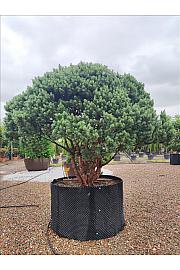 Pinus Sylvestris Nana (= Watereri) C500 Lit. 200-250 cm; Krošnja 250/300 cm (ZEL)