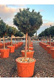 Pinus sylvestris Nana (= Watereri) C70 Lit. Na Steblu 100 cm; 80/100 cm