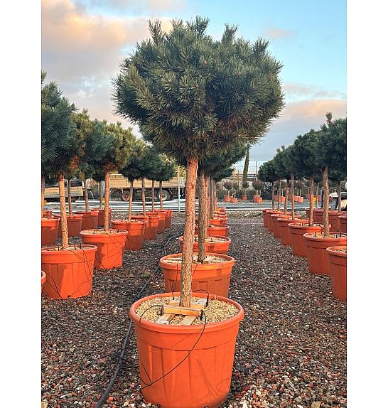 Pinus sylvestris Nana (= Watereri) C70 Lit. Na Steblu 100 cm; 80/100 cm