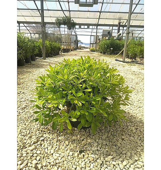 Pittosporum Tob. Nana C10 Lit. 30-40 cm (ZEL)