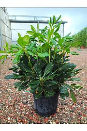 Pittosporum Tobira C3 Lit. 40-60 cm (ZEL)