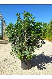 Pittosporum Tobira C9 Lit. 60-80 cm (ZEL)