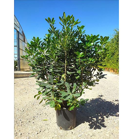 Pittosporum Tobira C9 Lit. 60-80 cm (ZEL)