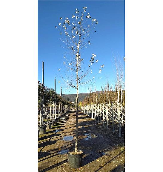 Populus alba C50 Lit. Na Steblu 200 cm; 10/12 cm