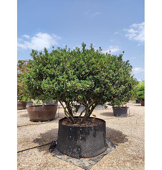 Prunus laur. Otto Luyken C500 Lit. 200-220 cm; Krošnja 300/350 cm