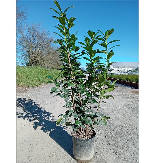 Prunus Laurocerasus Novita C10 Lit. 80-100 cm (ZEL)