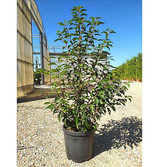 Prunus Lusitanica Angustifolia C10 Lit. 80-100 cm (ZEL)