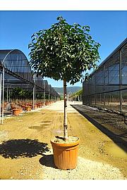 Prunus Lusitanica Angustifolia C50 Lit. Na Steblu 100 cm 10/12 cm Krošnja 60/80 cm (ZEL)