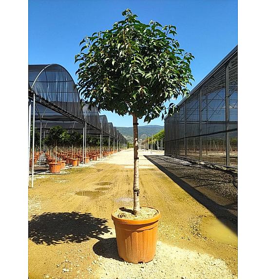 Prunus Lusitanica Angustifolia C50 Lit. Na Steblu 100 cm 10/12 cm Krošnja 60/80 cm (ZEL)