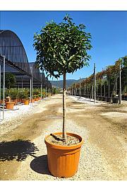 Prunus lusitanica Angustifolia C50 Lit. Na Steblu 100 cm; 12/14 cm; Krošnja 60-70 cm