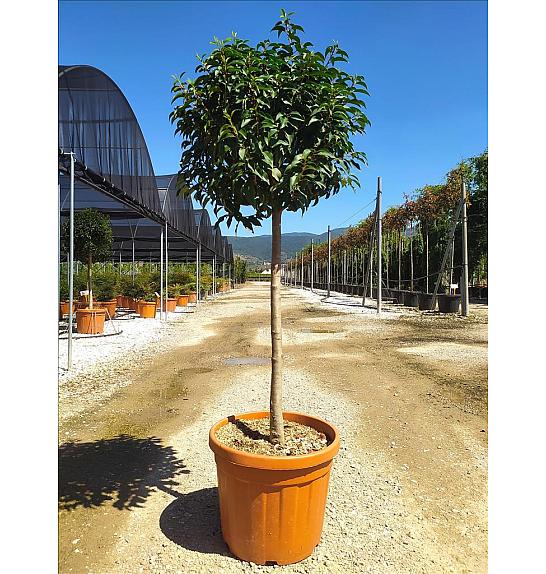 Prunus lusitanica Angustifolia C50 Lit. Na Steblu 100 cm; 12/14 cm; Krošnja 60-70 cm
