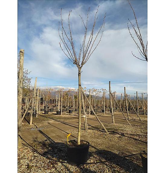 Prunus Serr. Kanzan  C160 Lit. Na Steblu 200 cm; 20/25 cm (ZEL)