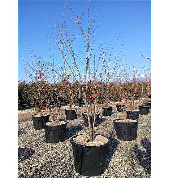 Prunus x Yedoensis C110 Lit. 250-300 cm; Večstebelni