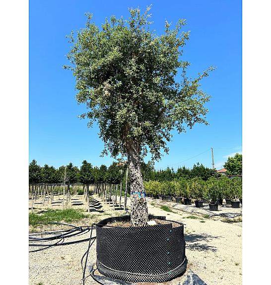 Quercus Suber C500 Lit. Na Steblu 200 cm; 100/110 cm (ZEL)