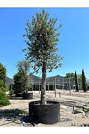 Quercus Suber C500 Lit. Na Steblu 200 cm; 90/100 cm (ZEL)
