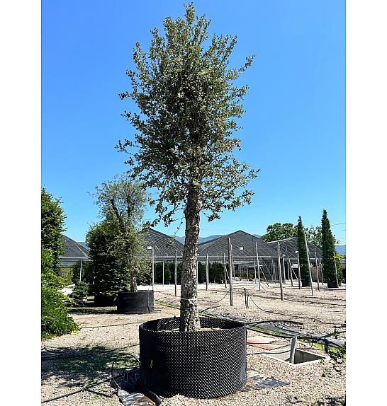 Quercus suber C500 Lit. Na Steblu 200 cm; 90/100 cm
