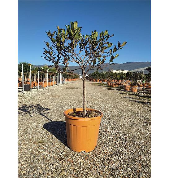 Raphiolepsis del. Springtime C18 Lit. Na Steblu 50 cm; 40/60 cm