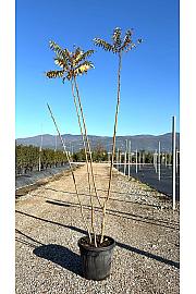 Rhus Typhina C18 Lit. 150-175 cm