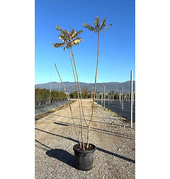 Rhus Typhina C18 Lit. 150-175 cm