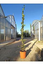 Rhyncospermum (=Trachelospermum) Jasminoides C10 Lit. 175-200 cm (ZEL)