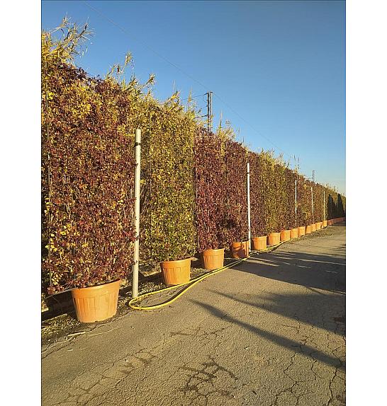 Trachelospermum Jasminoides C130 Lit. 250-300 cm; Kovinski špalir (ZEL)