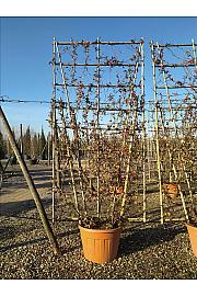 Trachelospermum Jasminoides C130 Lit. 250-300 cm; Bambus špalir
