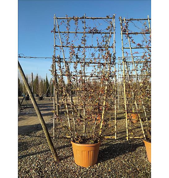 Trachelospermum Jasminoides C130 Lit. 250-300 cm; Bambus špalir