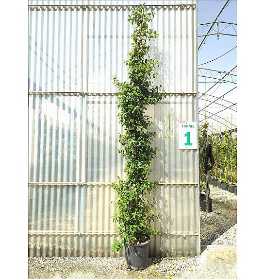 Rhyncospermum (=Trachelosperum) Jasminoides C18 Lit. 250-300 cm (ZEL)