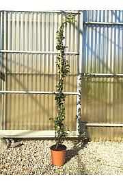 Rhyncospermum (=Trachelosperum) Jasminoides C5 Lit. 150-175 cm (ZEL)