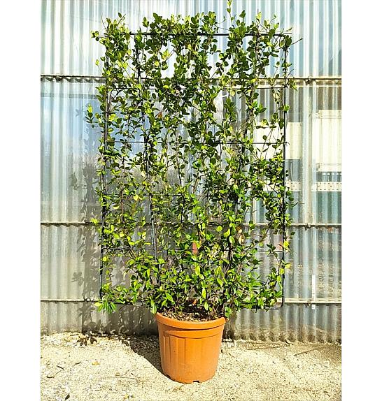 Trachelospermum Jasminoides C55 Lit. 150-175 cm; Špalir