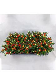 Solanum Pseudocapsicum Ø 12